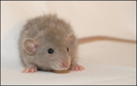 Umpalumpa ILLEGAL Rats (U4)
